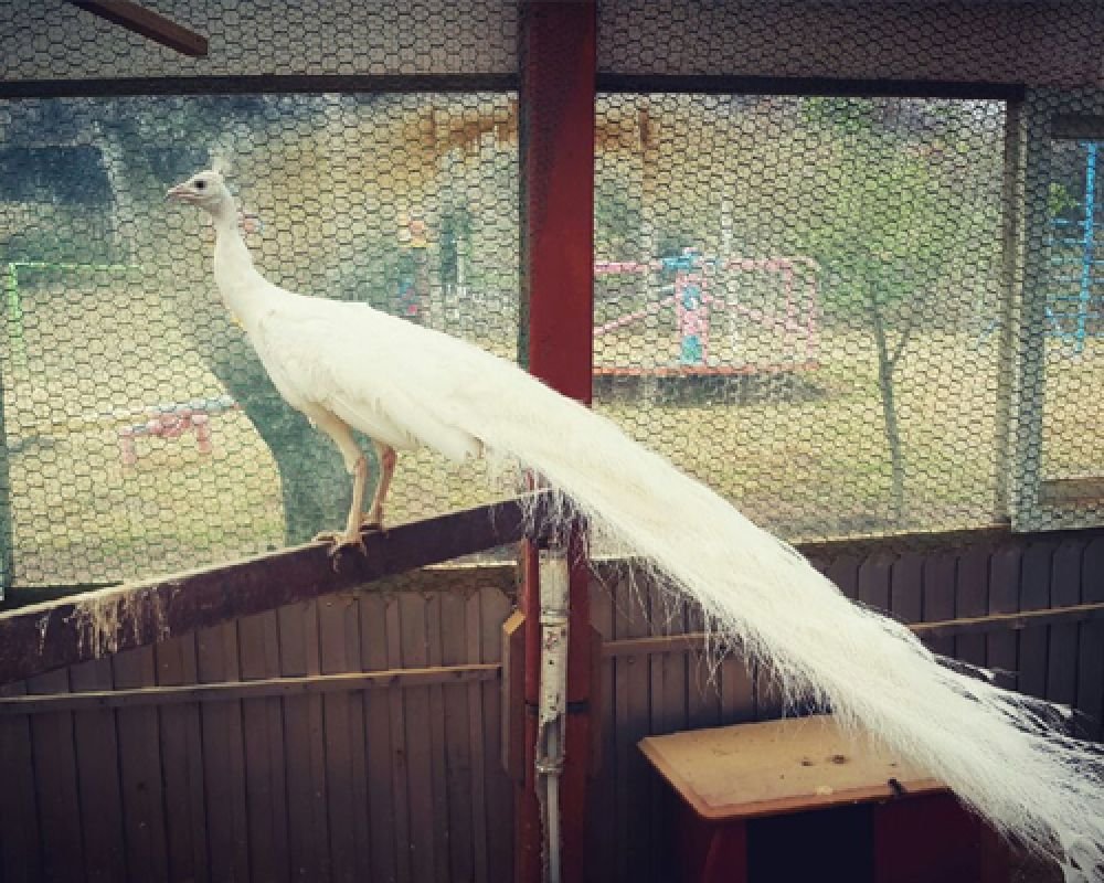 동물나라
